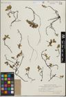 Foto von Salix herbacea L. x Salix nummularia Andersson